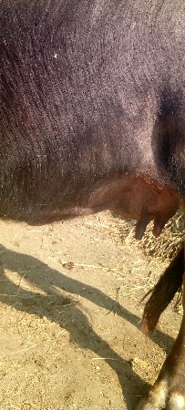 ભેંસ વેચવાની છે