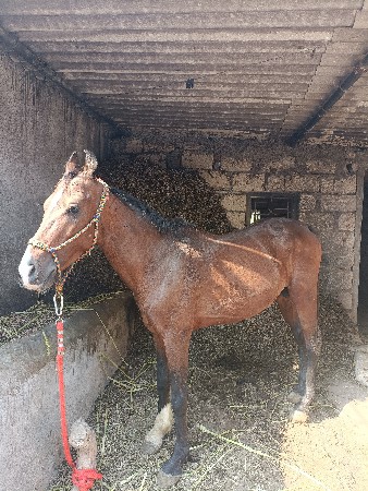 ઘોડો હાલવા કુદવુ બેય કામ આપે સે