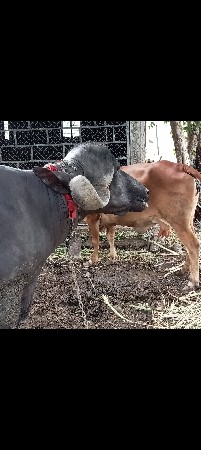 ઓરિનલ જાફરાબાદી