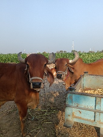 બળદ વેચવાના છે