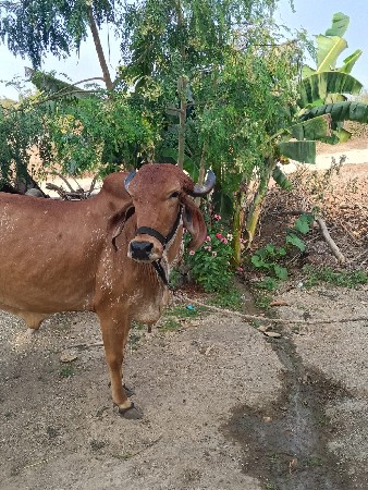 थंबनेल 3