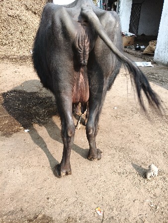 બીજું વેતર