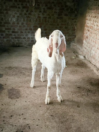 gulabi male and female