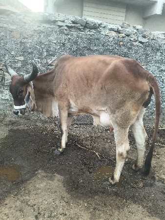 ગાય વેસાવ