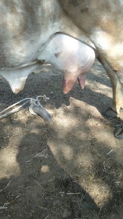 ગાય વેચવાની છે