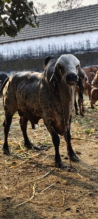 ગાય વેચવાની છે