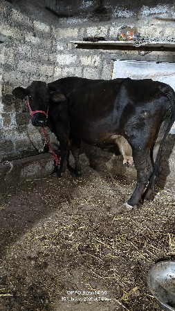 थंबनेल 6