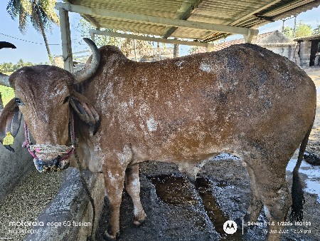 थंबनेल 2