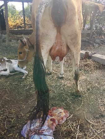 પેલુવેતર.કોચ.જરચી