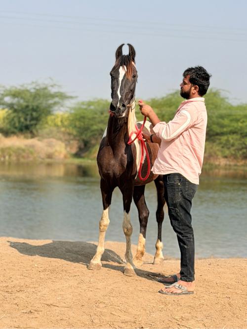 થંબનેલ 2