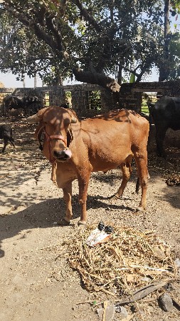 थंबनेल 3