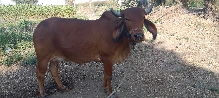 थंबनेल 3