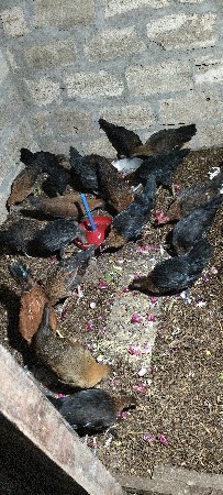 થંબનેલ 3