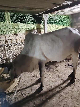 બે કાંકરેજ ગાય વેચવાની છે