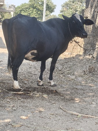 थंबनेल 5