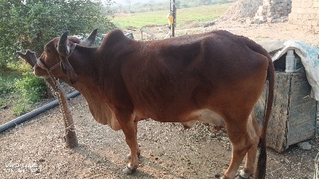 ગાય નાશાટાકરવાનાછે