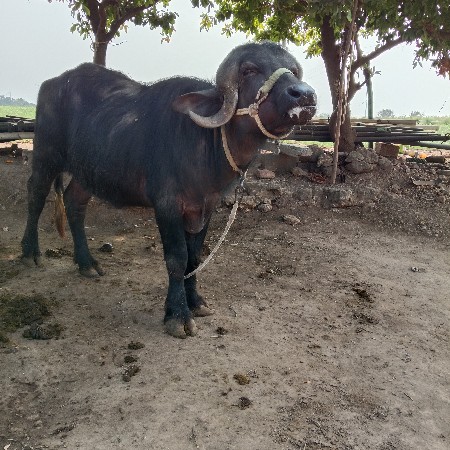 थंबनेल 3