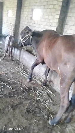 थंबनेल 3