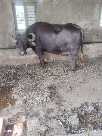 थंबनेल 2