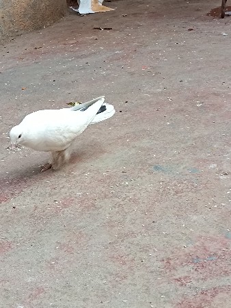 કબુતર વેચવાના છે એકમાદી વેચવાના છે