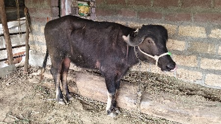 ખડે વેસવાની અઢી વરસ ની સે