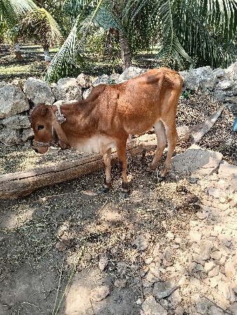 વાસઙી આપવાની છે