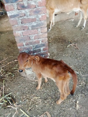 थंबनेल 2