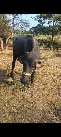 थंबनेल 3