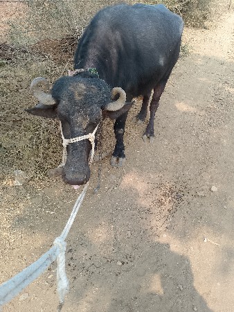 थंबनेल 2