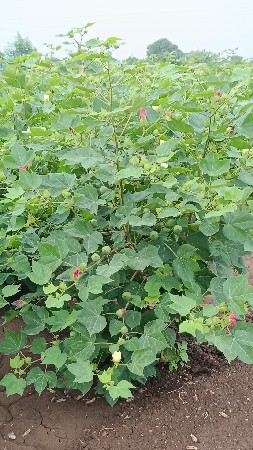 જમીન લેવા અથવા વેચવા માટે મલો