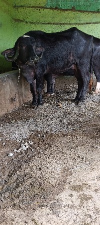 થંબનેલ 2