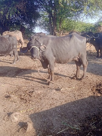 ભેંસ વેચવાની છે