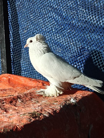 કબૂતર વેચવાના છે