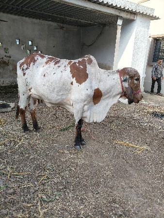 ગાય વેચવાની છે