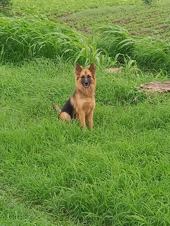 જર્મલ ફિમેલ