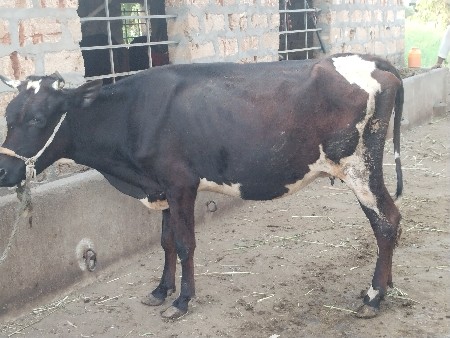 ગાય વેચવાની છે
25 દિવસની કાસી