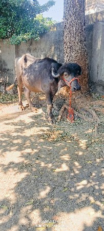 બે જાફરાબાદી ખડેલી વેચવાની છે