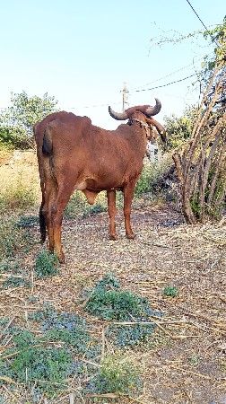 ગાય
