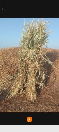 જૂવાર વેચવાની છે