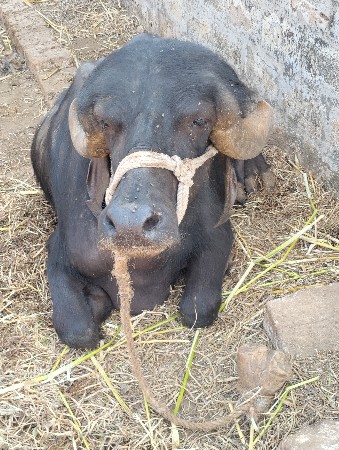 પેલું વેતર