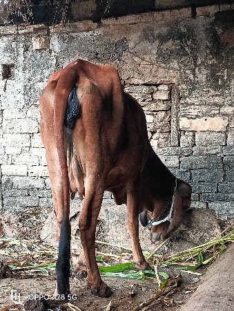 ગાય વેચવાની છે