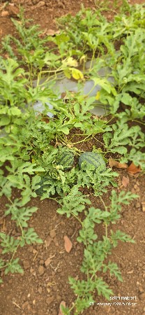 તરબુચ  આપવાના છે તારીખ