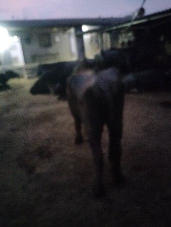 બે ભેંસ વેચવાની છે