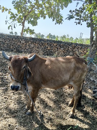 Aa gay vechavani che