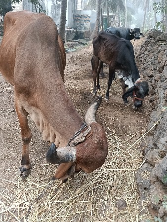 थंबनेल 3