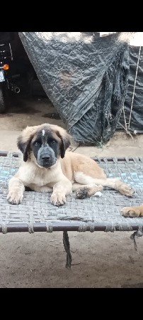 સેનબાનર  મેલ વેચવાનો છે