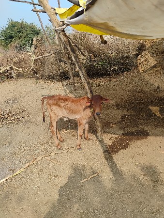 જરસી વેચવાની છે