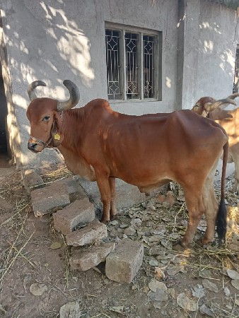 थंबनेल 2