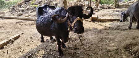 थंबनेल 2