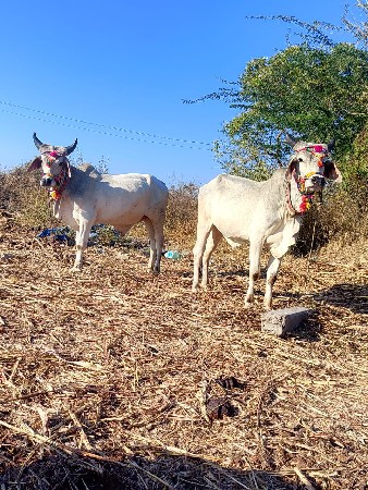 કચ્છ ના વાછરડા વેચવાના છે